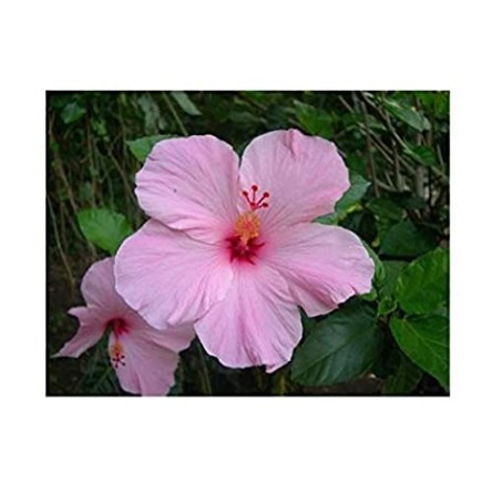 Hibiscus-Pink